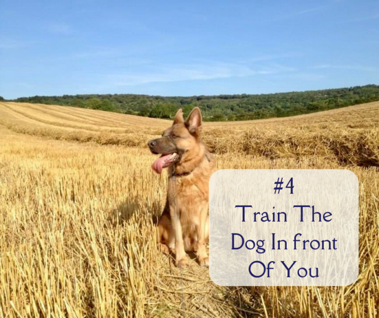 Website 6 Dog Training Pearls Of Wisdom