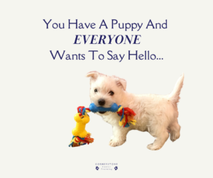 puppy socialising everyone wants to meet your puppy Westie puppy walking puppies