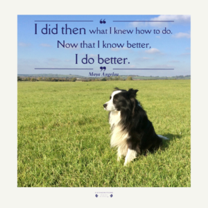 Dog behaviour Dog training Border Collie Maya Angelou quote