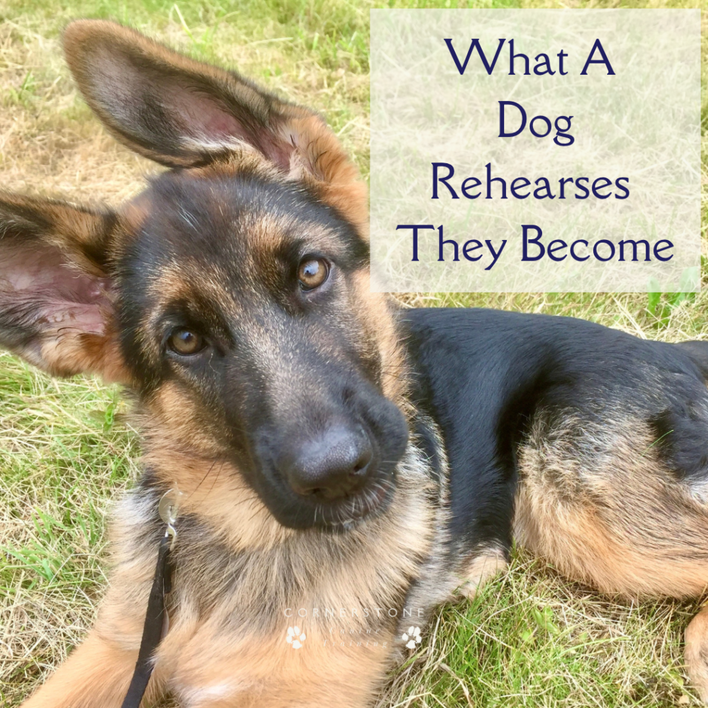 Dog behaviour, dog training, German Shepherd, Puppy