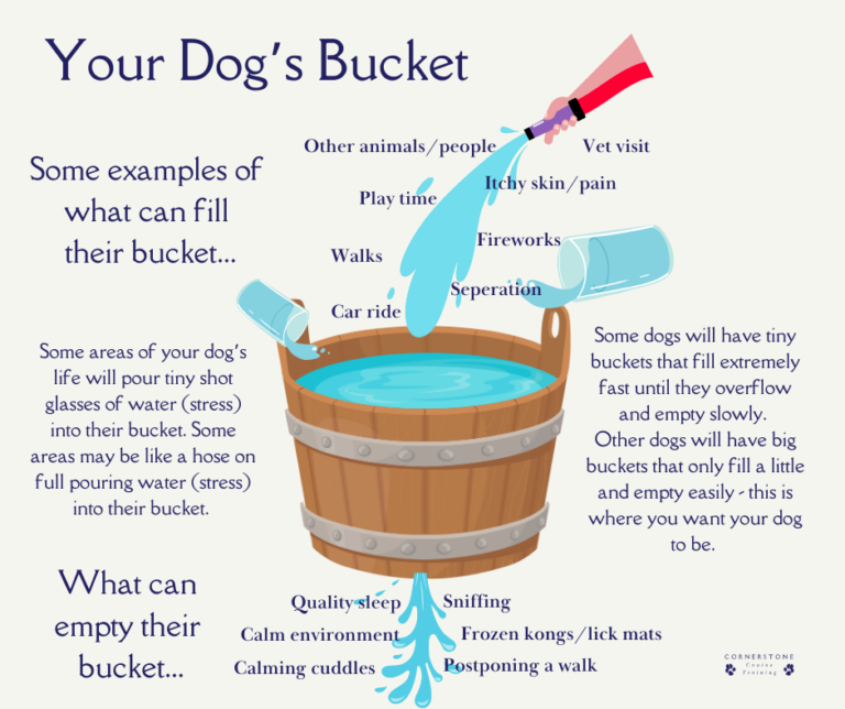 Your Dog's Bucket Stress Bucket