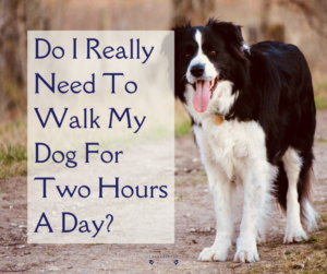 Dog training Border Collie Walking dogs Working Breeds